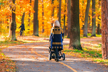 A young mother with a stroller walks through the autumn park back to the camera. Walking with an...