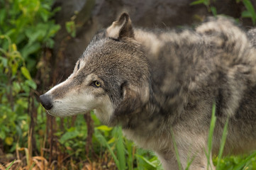 Grey Wolf (Canis lupus) Shakes Off