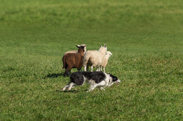 Sheep Dog Races Right Around Sheep (Ovis aries)