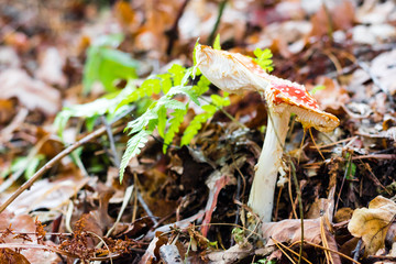 Nice red poisonous fungus on the ground in a forest