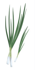 Isolated spring onion