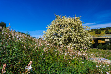 Nature Asphodel Sardinian, San Teodoro, Sardinia, Italy