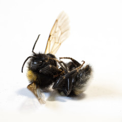 Dead bumblebee on white background II