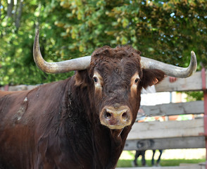 bull