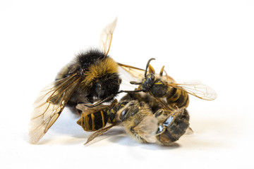 Pile of dead insects on white background V