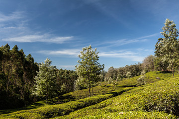 Tea Plantation near Munnar - 177831271