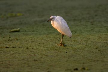 Juvenile Little Blue Heron