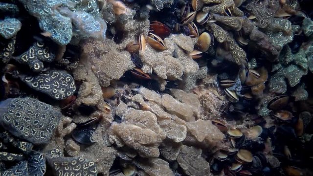 Botryllus schlosseri, commonly known as the star ascidian or golden star tunicate, is a colonial ascidian tunicate that grows on slow-moving, submerged objects