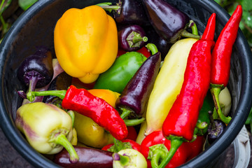 Harvest of Red, green and yellow of sweet bell peppers in a bucket.