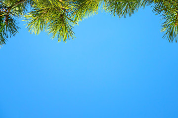 Obraz premium Pine branch on a background of blue sky. Selective focus