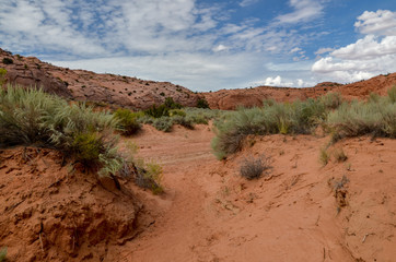 sand piles overgrown with sagebrush at the bottom of Coyote Gulch
Grand Staircase Escalante National Monument, Garfield County, Utah, USA