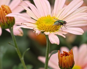 flower, fly, insect, nature, macro, yellow, summer, garden, green