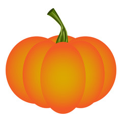Pumpkin isolated on white background, Vector ilustration