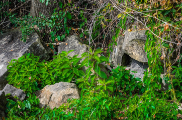 Cracked rocks and plant overgrowth