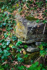 Cracked rocks and plant overgrowth