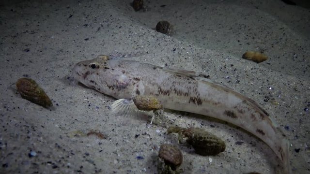 Sea fish Knout goby (Mesogobius batrachocephalus) lies on the bottom covered with seashells