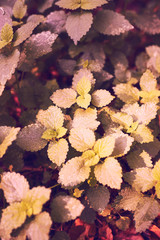 lemon balm (Melissa officinalis)