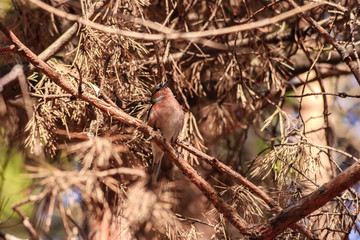The male finch, Fringilla coelebs sits on a pine branch. Spring. Forest. wildlife