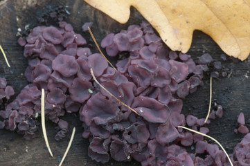 Ascocoryne sarcoides slime mould