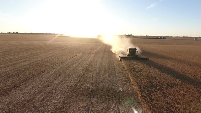 farmer combining bean field in rural midwest United States