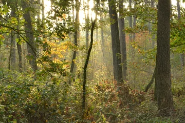 Foto auf Leinwand een zonnige ochtend bij het begin van de herfst in de Kruisbergse bossen © henkbouwers