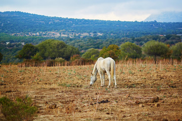 Naklejka premium White horse on pasture in Sardinia