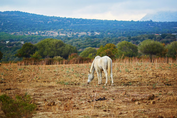 White horse on pasture in Sardinia