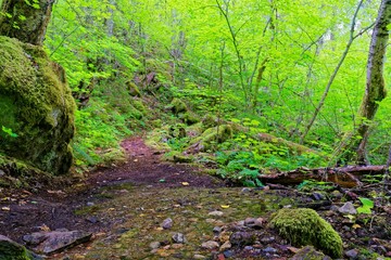Stream on the Diablo Lake trail in North Cascades