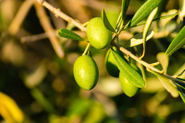 Ripe green olives on the tree