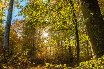 Herbstwald mit Sonne