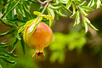 Pomegranate fruits riping on the tree