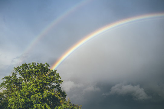 Oak tree and rainbow against rainclouds in Spring.