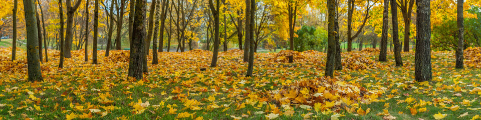panorama of the autumn city park. fallen yellow leaves under the trees on the grass