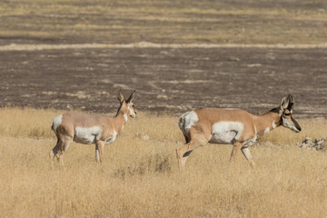 Naklejka na ściany i meble Pronghorn Antelope Buck and Doe