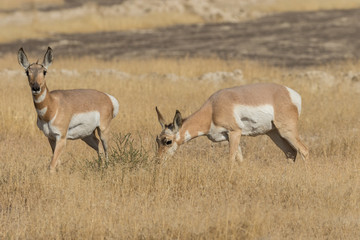 Pronghorn Antelope Does