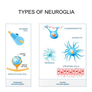 types of neuroglia.