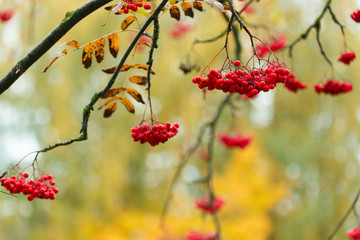 Rowanberries on branch. Fall season.