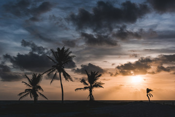 silhouette of palm trees on the beach on an early morning