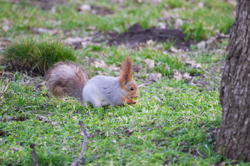 Squirrel