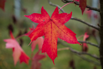 American sweet-gum tree red autumn leaf closeup. Liquidambar styraciflua