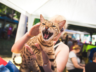 Woman holding angry cat