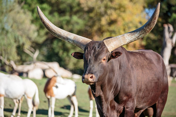 Bue dei Watussi, Bos taurus. toro con gigante corna