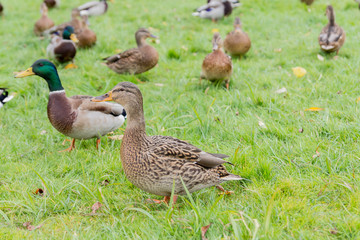Ducks from Reserve Tsaritsyno, Moscow