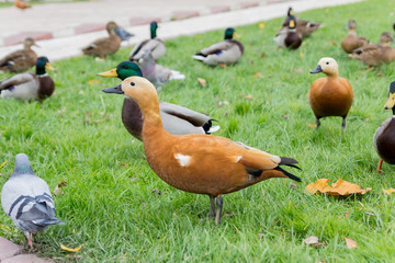 Ducks from Reserve Tsaritsyno, Moscow