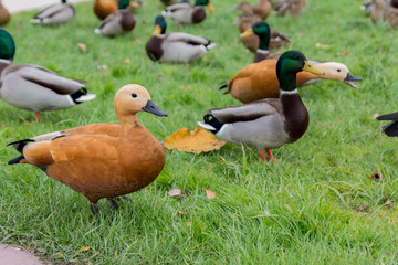 Ducks from Reserve Tsaritsyno, Moscow