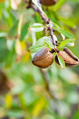 Ripe almonds nuts on the tree copy space