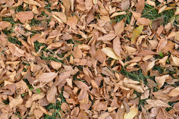 background with yellow autumn maple leaves, autumn in the park