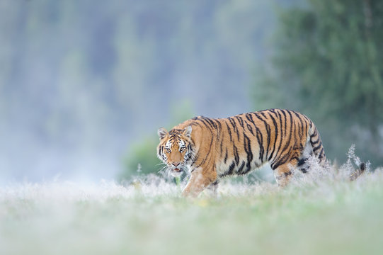 Staring siberian tiger
