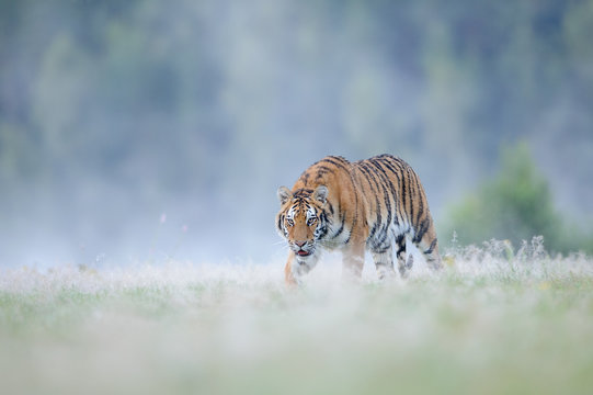 Closeup hunting siberian tiger