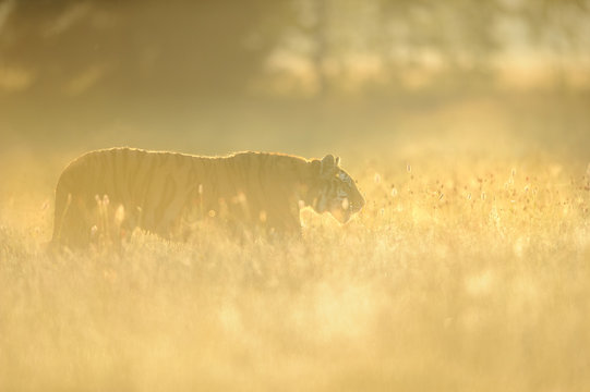 Siberian tiger in yellow grass on morning sunrise